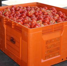 Tomates de Los Palacios