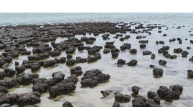 A la caza de LUCA, el «padre» de la vida en la Tierra