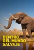 Dentro del mundo salvaje