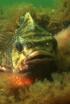 Una història de peixos