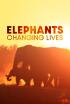 Elefants, canviant vides
