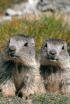 El clan de les marmotes