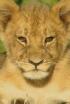 Cecil, el llegat d'un rei