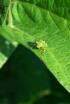 Insecticidas, licencia para matar