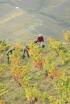 Priorat