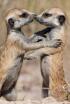 Com parlen els animals entre ells