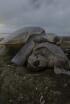¿Las últimas tortugas?