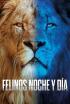 Felinos noche y día