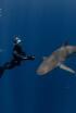 Tiburones de cerca