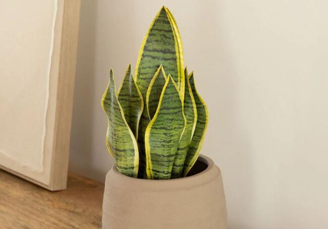 Las plantas de interior que mejor sobreviven al invierno y que apenas tienes que regar