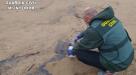 El temporal de lluvias arrastra una plaga de medusas microscópicas a las playas de La Albufera de Valencia