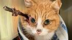 La historia de Cupido, el gatito que ha sobrevivido una semana con una flecha clavada en la cabeza